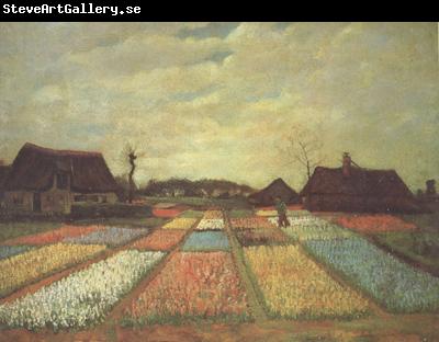 Vincent Van Gogh Bulb Fields (nn04)